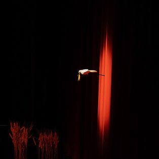 Opening night Shine, Shine, Sunshine <em>Photo: Boštjan Lah</em>