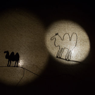 Bela kamela <em>Foto: Boštjan Lah</em>