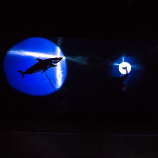 Polž na potepu na kitovem repu <em>Foto: Boštjan Lah</em>